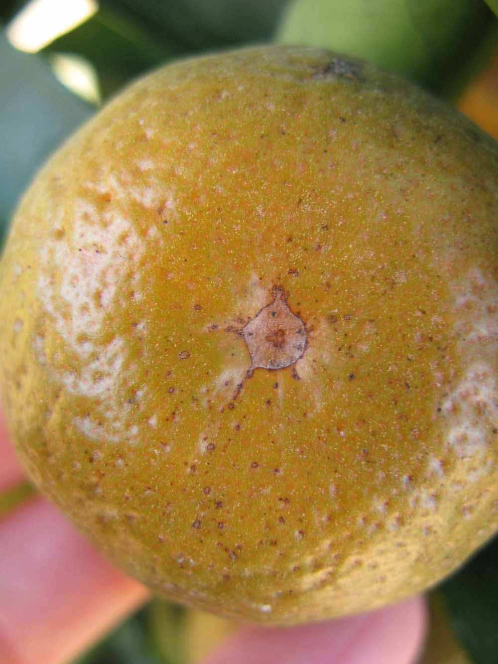              Fruit (Winter Haven, FL)       